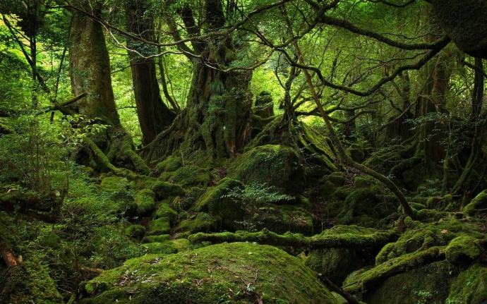 Wild Forest (Yakushima, Japan)